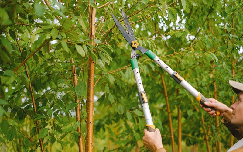Tree trimming in Seminole, PA